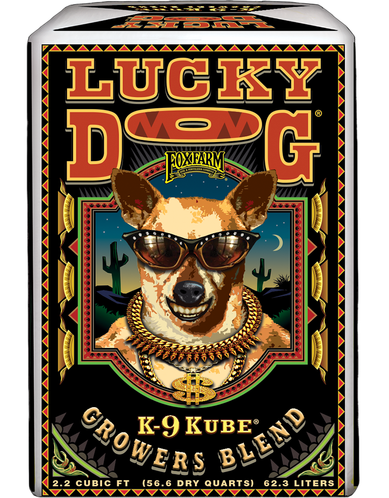 is the year of dog lucky in 2019