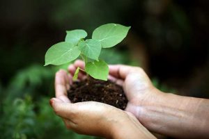 Hands holding young plant in soil